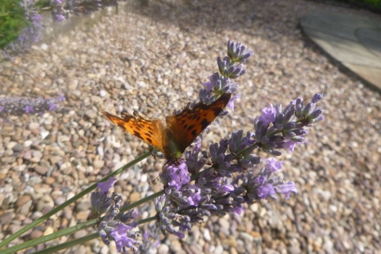 Butterfly on heather