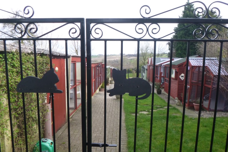 gate cats