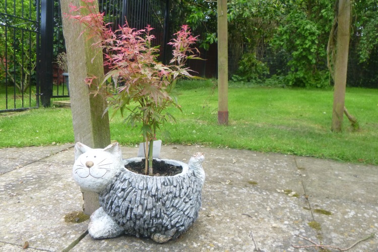 acer cat planter