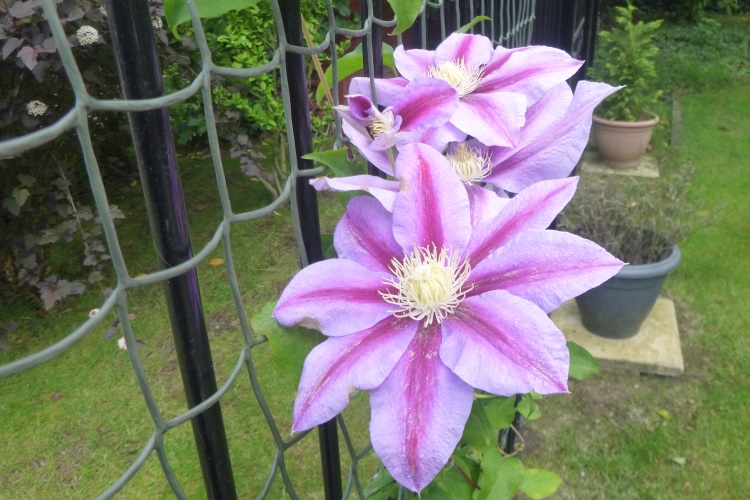 clematis at the gates